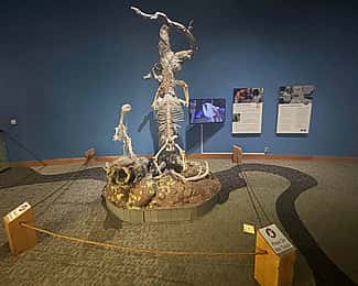 Skeletons of a grizzly bear and mountain lion are in the mountain meadow section of the Draper Natural History Museum.