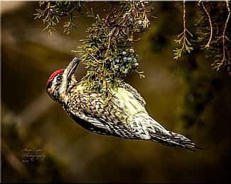 Yellow-bellied Sapsucker feeding on berries, one of its alternate foods.