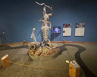 Skeletons of a grizzly bear and mountain lion are in the mountain meadow section of the Draper Natural History Museum.