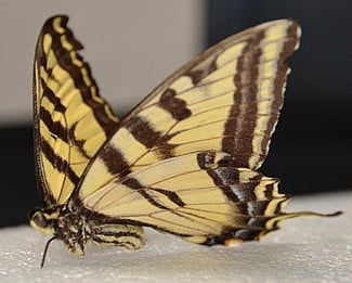 Butterfly after treatment.