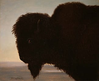 Albert Bierstadt (1830–1902). A Bull Buffalo, 1879. Oil on paper, 13.25 x 15.25 inches. Gift of Carman H. Messmore. 1.62