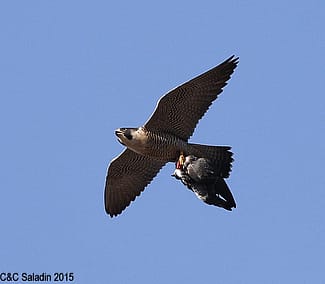 Peregrine in flight with prey item.