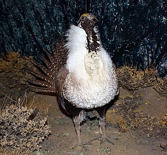A Treasure from Our West: Greater sage-grouse. DRA.304.7