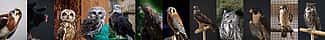 Raptor collage