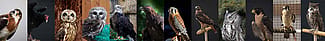 Raptor collage