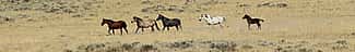 Wild horses