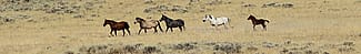 Wild horses