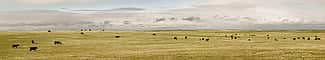 Cows in Laramie County, May 20, 2013. William Sutton photo. (detail)