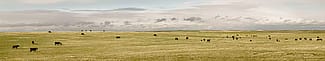 Cows in Laramie County, May 20, 2013. William Sutton photo. (detail)