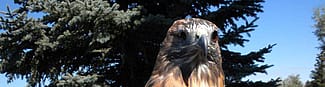 Red-tailed hawk Isham