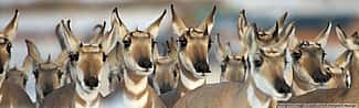 Pronghorn. Joe Riis image from 'Pronghorn Passage.'