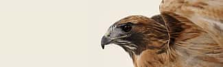 Isham the red-tailed hawk, Greater Yellowstone Raptor Experience