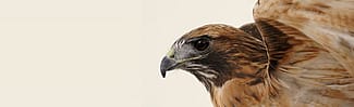 Isham the red-tailed hawk, Greater Yellowstone Raptor Experience