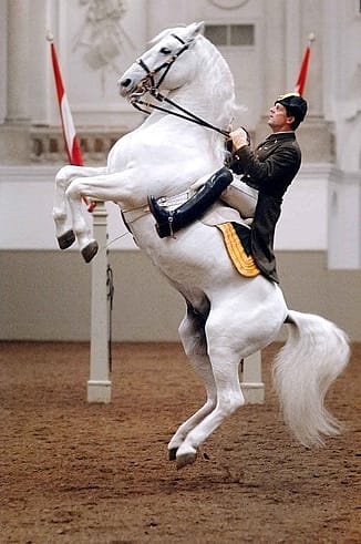Lipizzaner, Spanish Riding School 