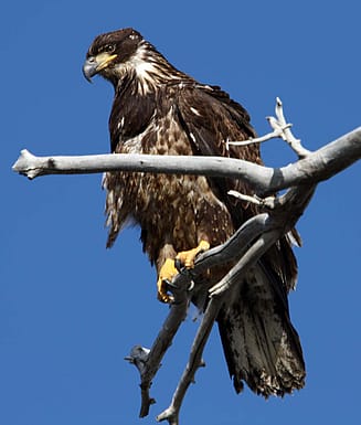 Young bald eagle. 16 February 2009; Montana, Carbon County, Clark's Fork of Yellowstone River near Jct. Lover's Lane and Riverview Lane. C.R. Preston photo.