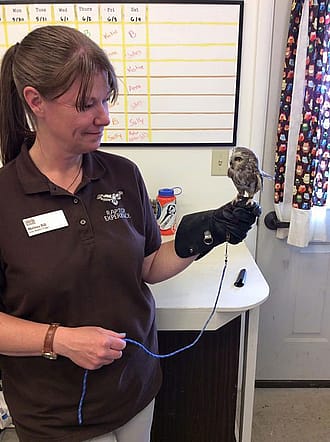 Assistant Curator Melissa Hill and saw-whet owl Remington, one of the smallest known bird of prey.