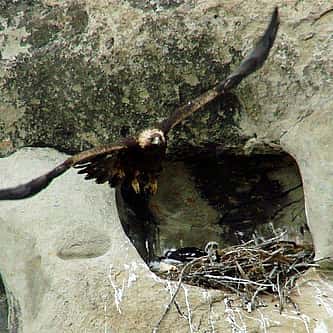 Moose of Yellowstone and Grand Teton National Park
