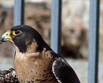 How the Rocky Mountains Formed: A Journey Through Changing Scientific Ideas