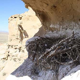 Practicing Safe Leks: A Guide to the Greater Sage-Grouse