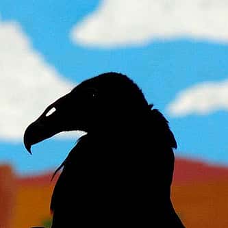 Grackles: Why Do They Look Upward?