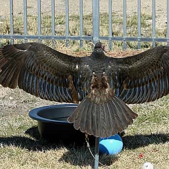 Grackles: Why Do They Look Upward?