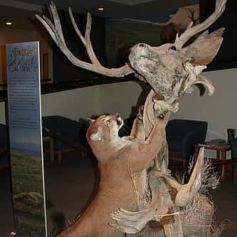 Practicing Safe Leks: A Guide to the Greater Sage-Grouse