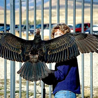 Grackles: Why Do They Look Upward?