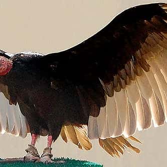 Meet Becky the raven