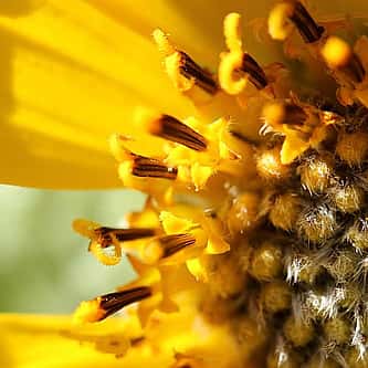 Earn Your Spurs – Points West Online