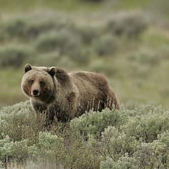 Museum Minute: The Illustrator for “The Call of the Wild” Showed Empathy for Animals