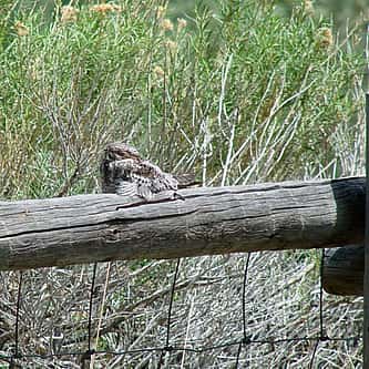 American Robins: Misbeliefs and Facts