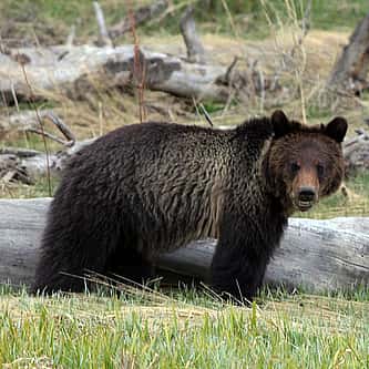 Museum Minute: The Illustrator for “The Call of the Wild” Showed Empathy for Animals