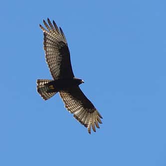 Red-winged Blackbirds: An Early Sign of Spring