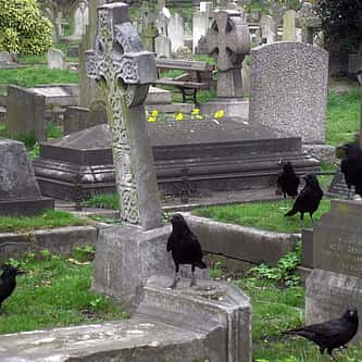 Poisonous Birds