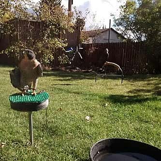 Grackles: Why Do They Look Upward?