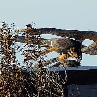 American Robins: Misbeliefs and Facts