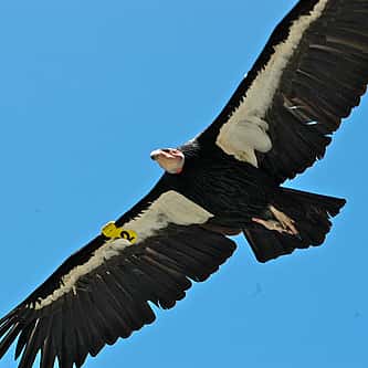 Meet Becky the raven