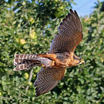 Long-eared Owls: Appearance, Habitat, and Behavior