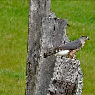 Poisonous Birds