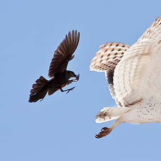 Migration Season