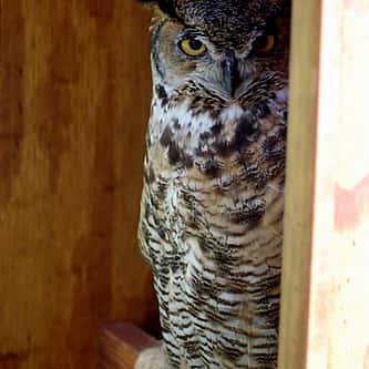 Museum Minute: Monte, the Eastern Screech Owl