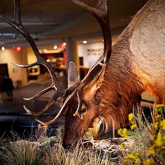 Brida Gafford: The Wild Life of a Rodeo Superstar