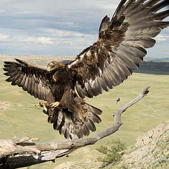 Museum Minute: The Illustrator for “The Call of the Wild” Showed Empathy for Animals