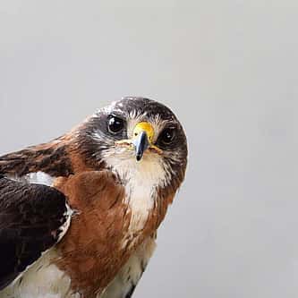American Robins: Misbeliefs and Facts