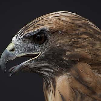 American Robins: Misbeliefs and Facts