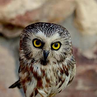Museum Minute: The Illustrator for “The Call of the Wild” Showed Empathy for Animals