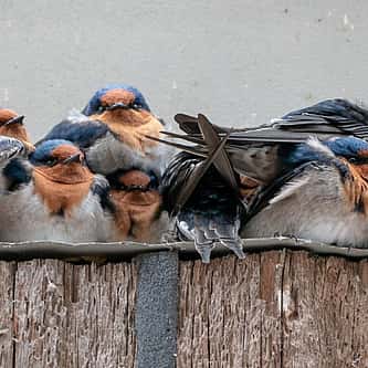 American Robins: Misbeliefs and Facts