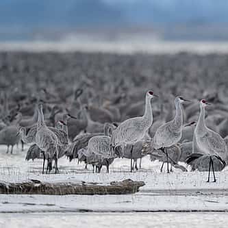 Silent Shadows: Art, Internment, and the Legacy of Minidoka