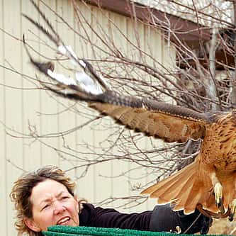 Buffalo Brief: Prepping Wildlife Skeletons for Display