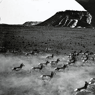 Museum Minute: The Illustrator for “The Call of the Wild” Showed Empathy for Animals
